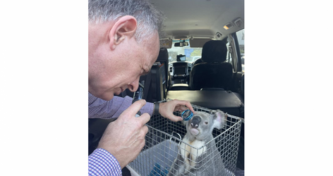 Foto (kleur) Ed Boets die koala behandelt